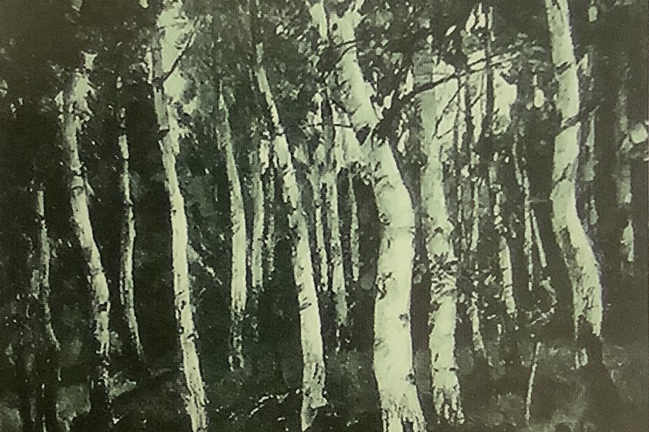 Birkenwald, um 1878