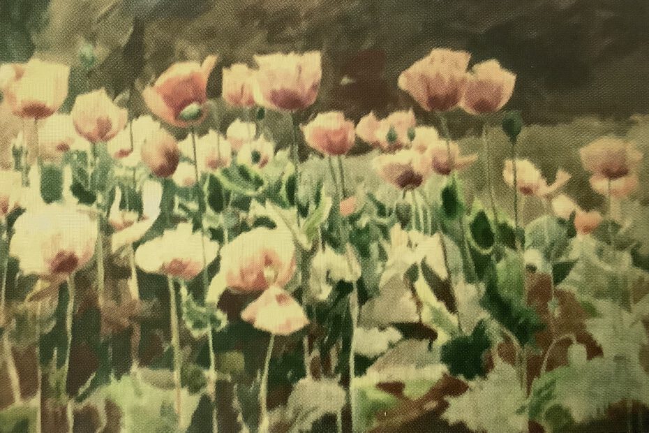 Mohn (Mohnfeld), um 1875