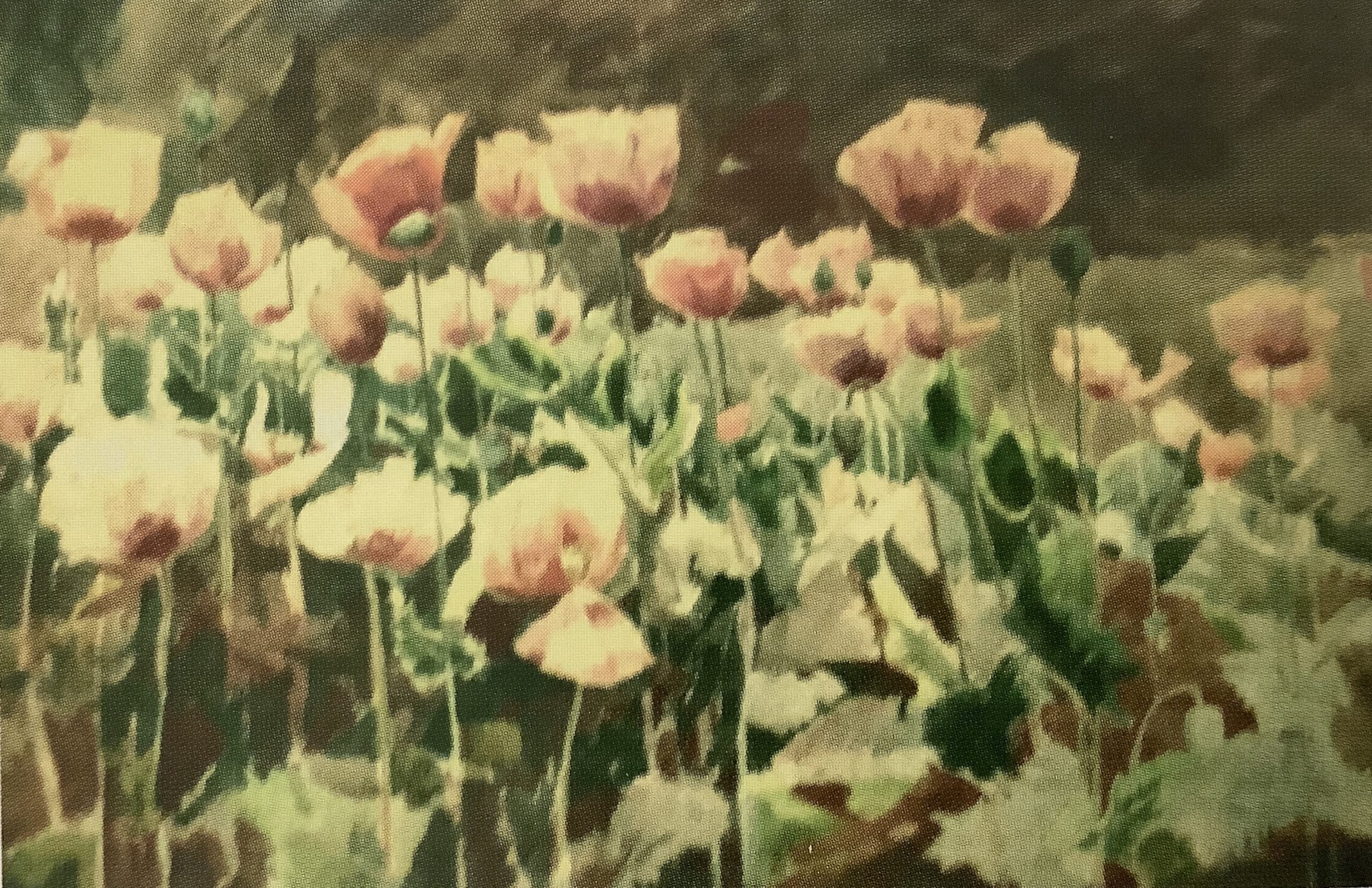 Mohn (Mohnfeld), um 1875