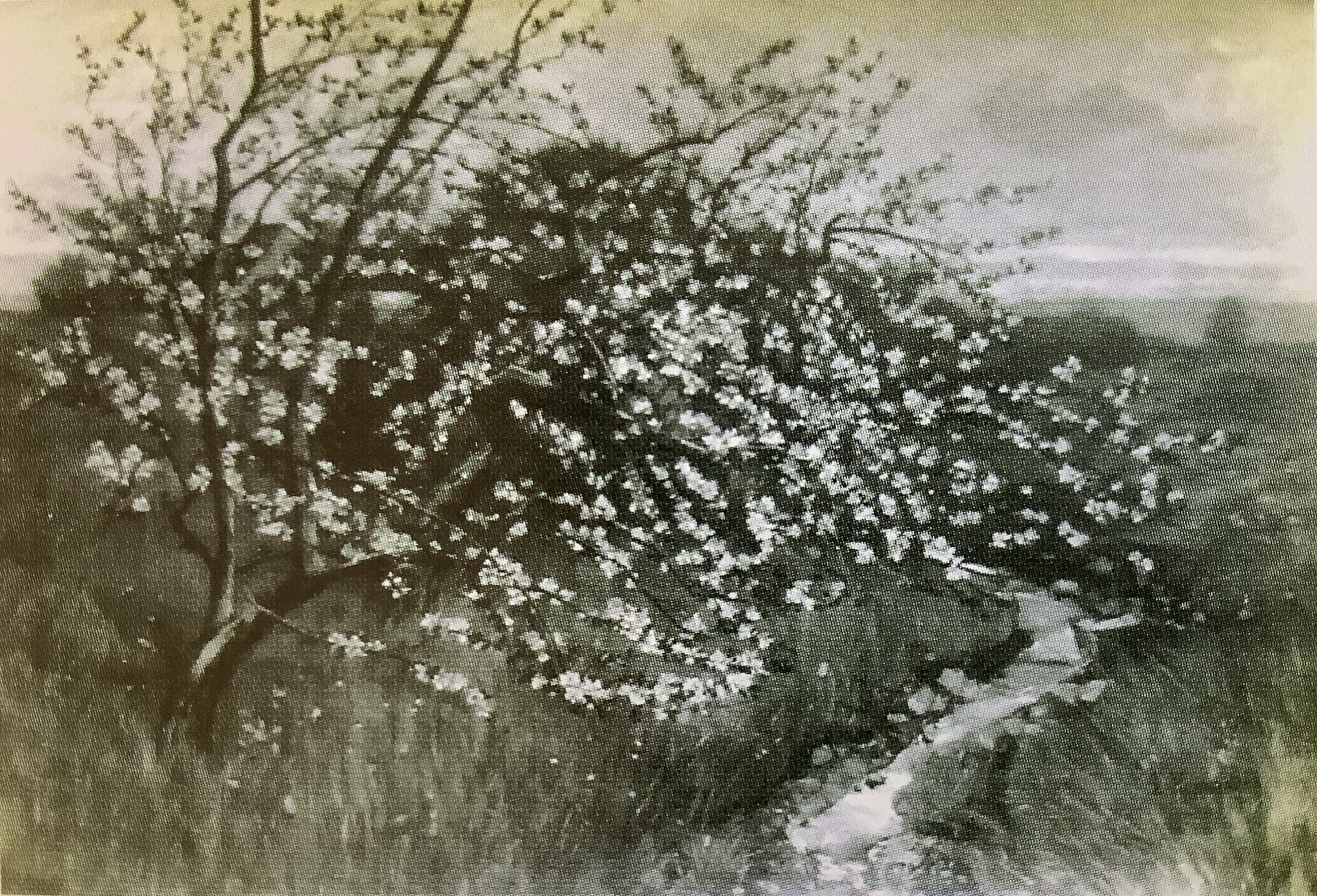 Baumblüte, Ferch, 1886