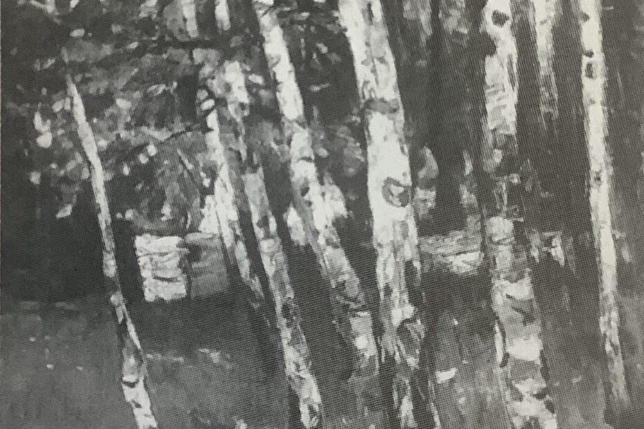 Birkenwald, 1884
