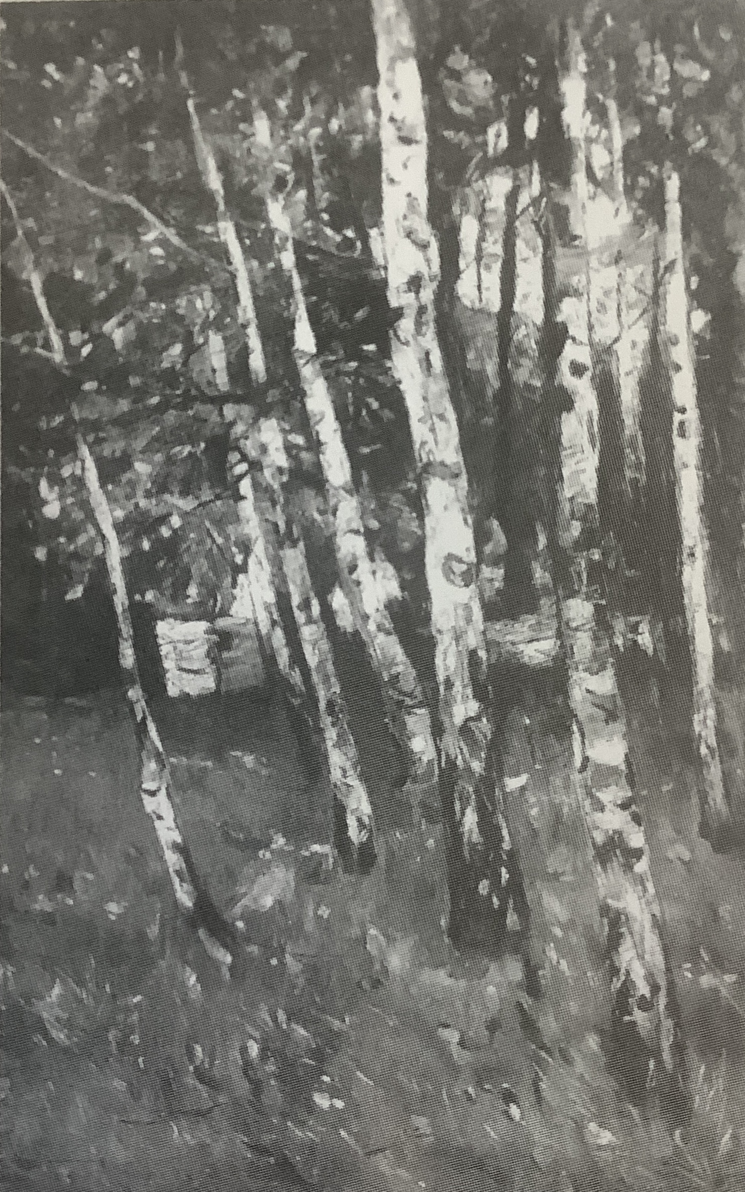 Birkenwald, 1884