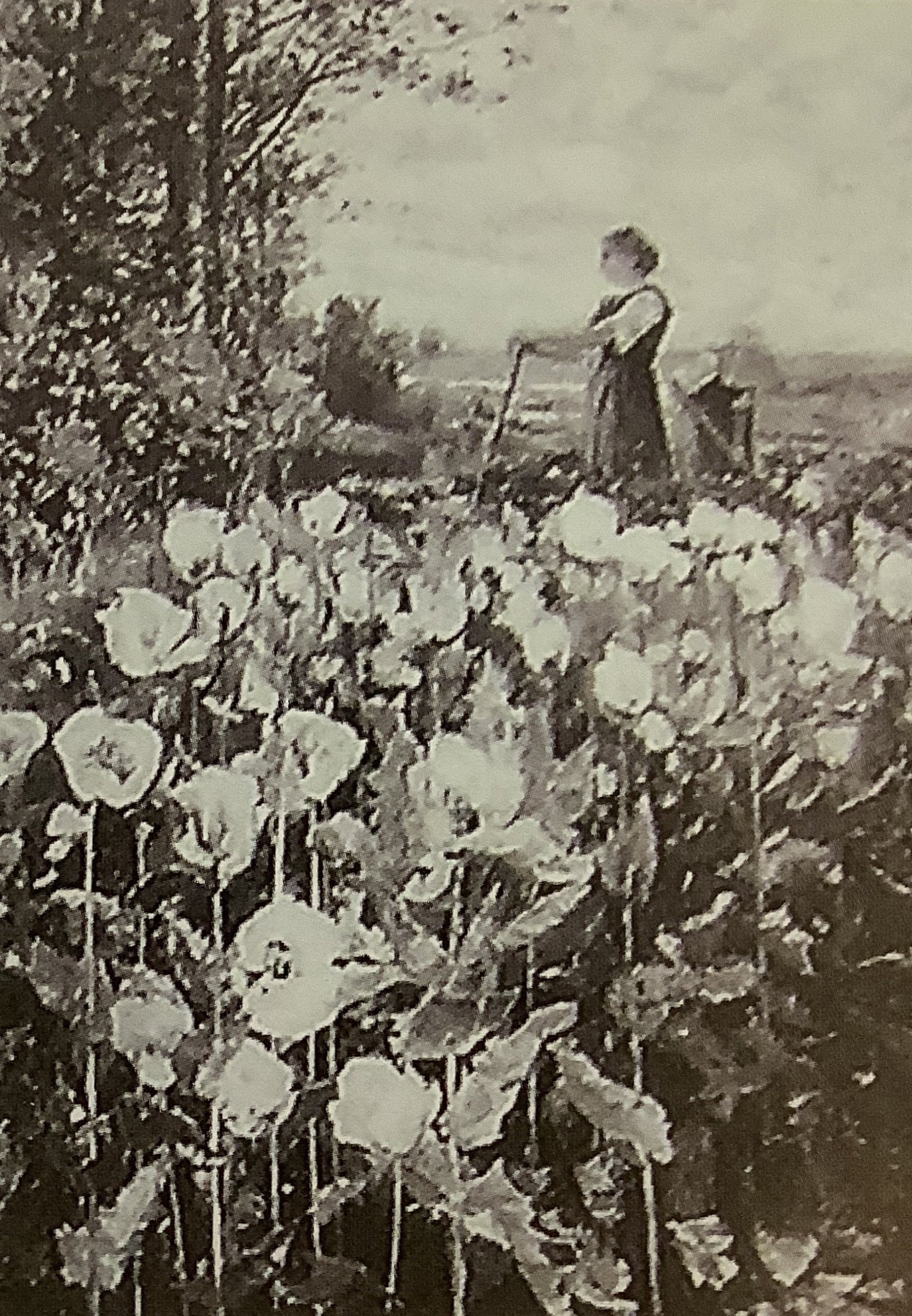 Blühendes Mohnfeld mit zwei Bäuerinnen, 1888