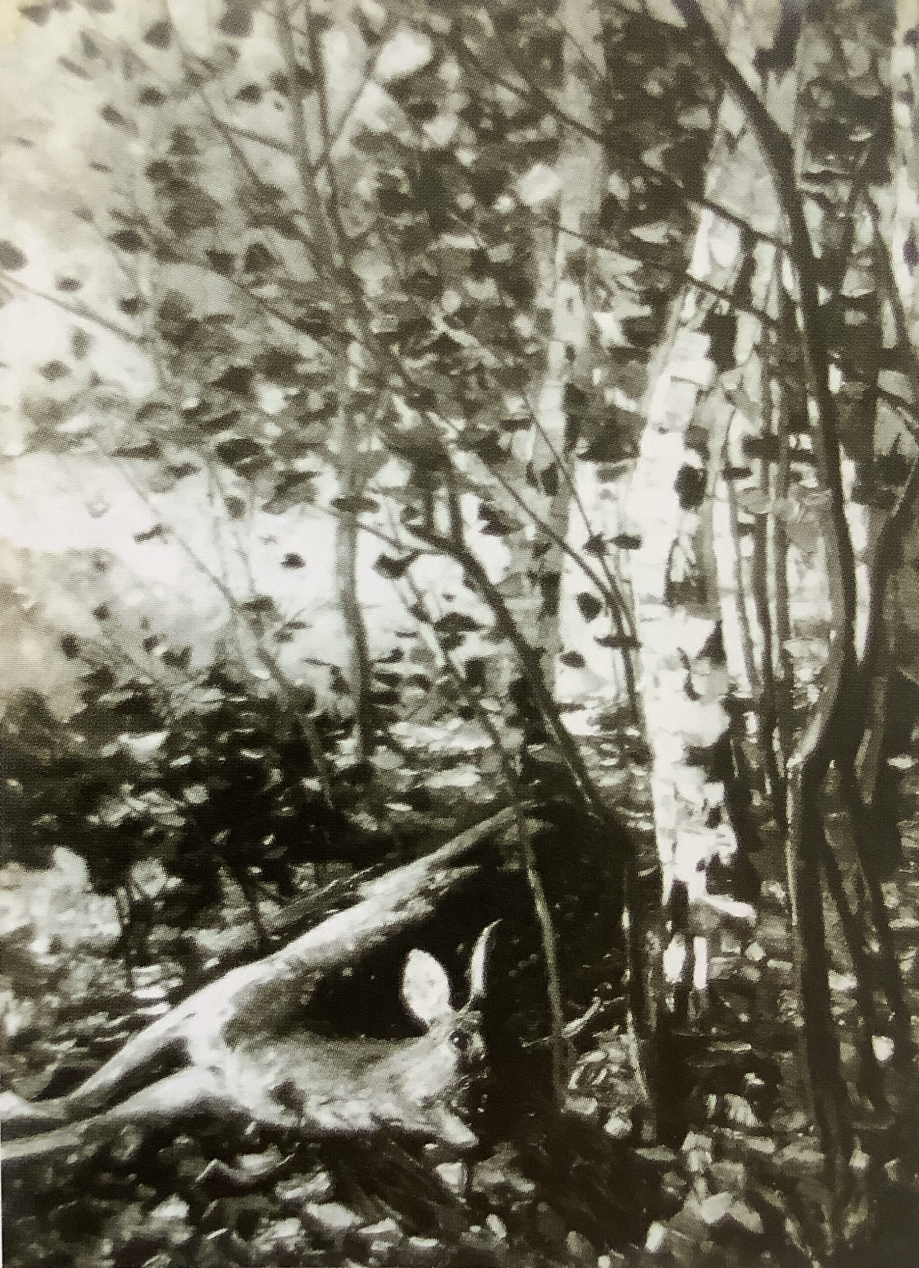 Erlegtes Reh im Wald, um 1889