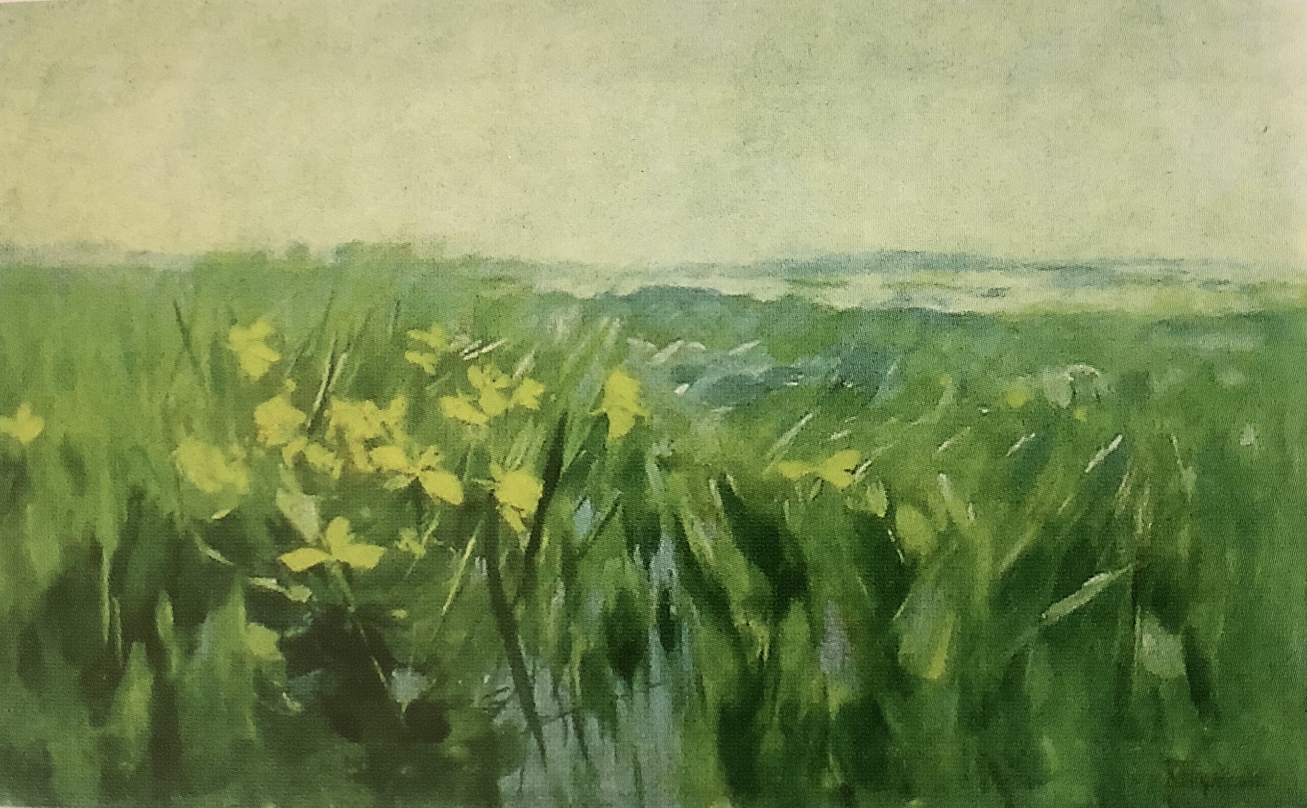 Gelbe Wasserlilien, um 1888