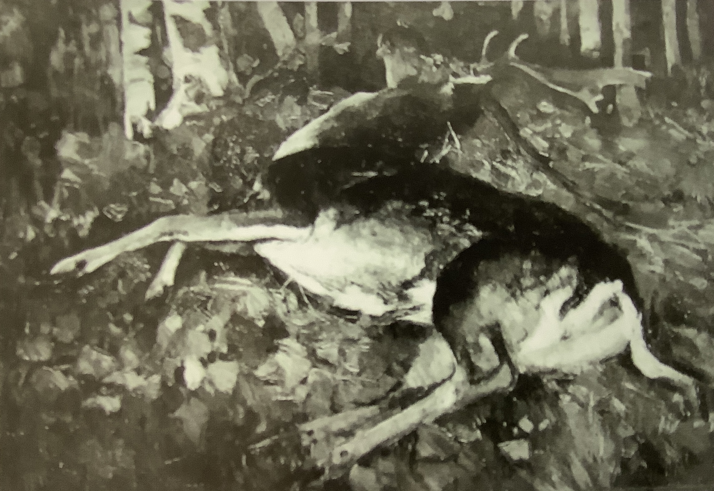 Hirsch unter Birken (toter Damhirsch), um 1882
