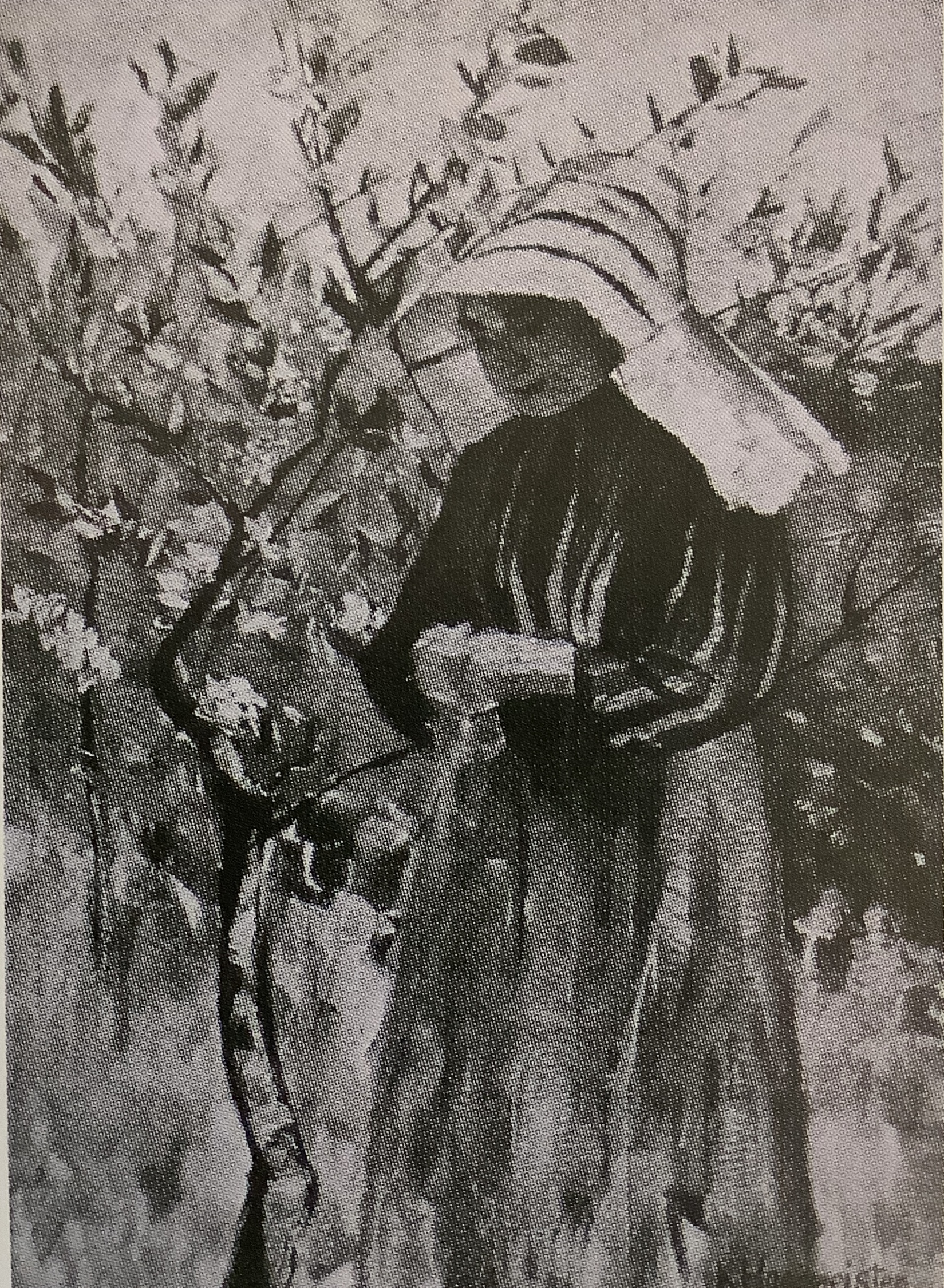Obstblüte, um 1886
