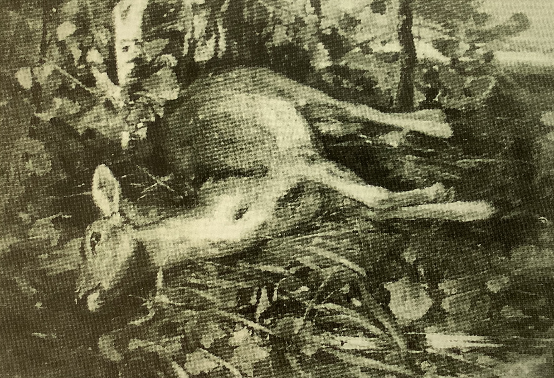 Totes Reh, um 1882