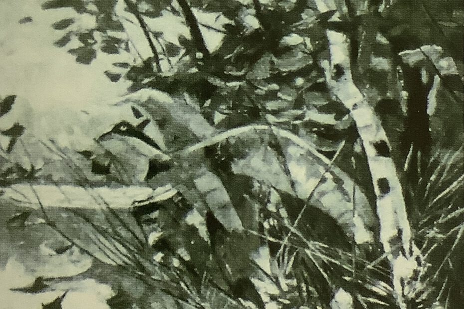 Uferrand, um 1891