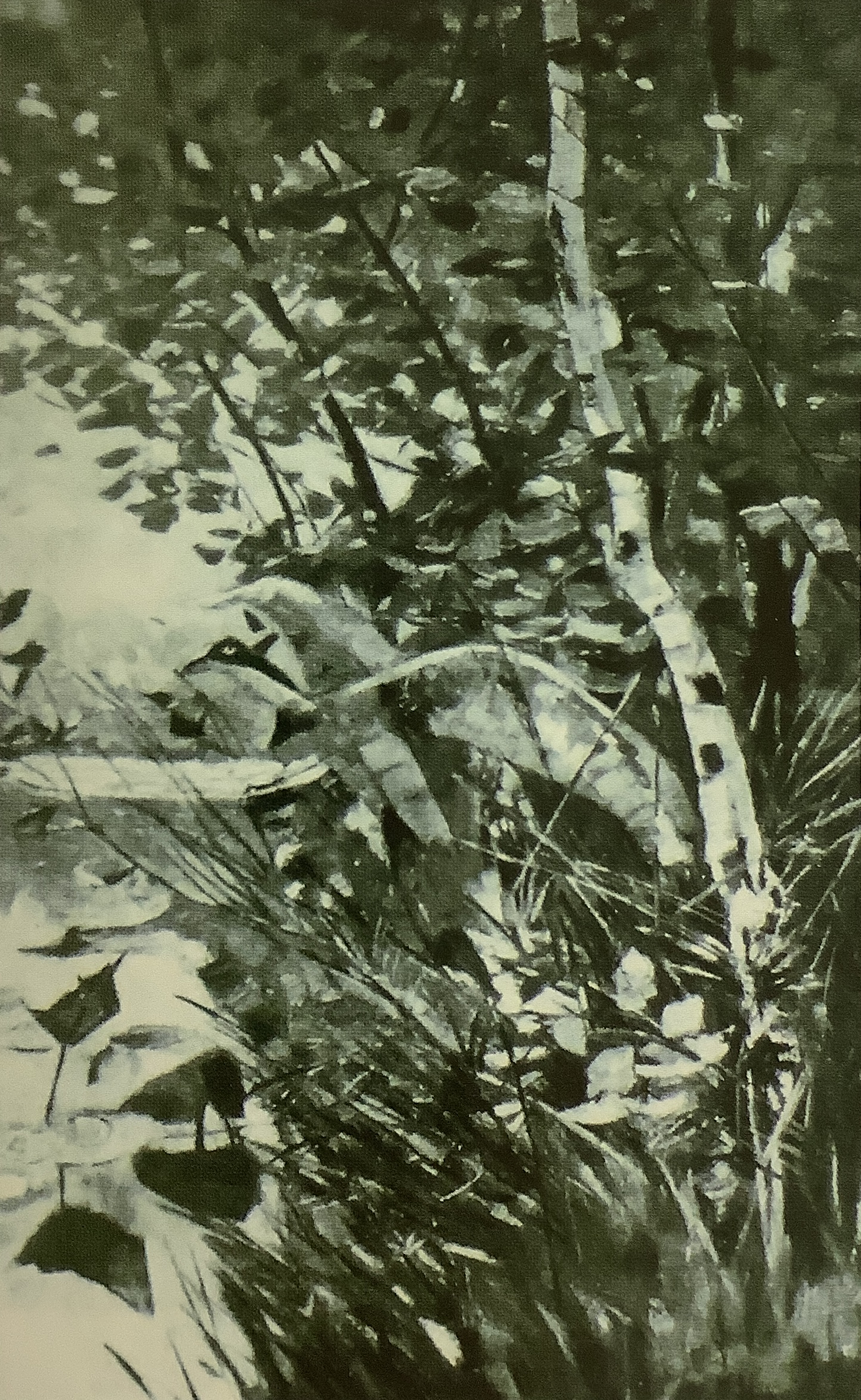 Uferrand, um 1891