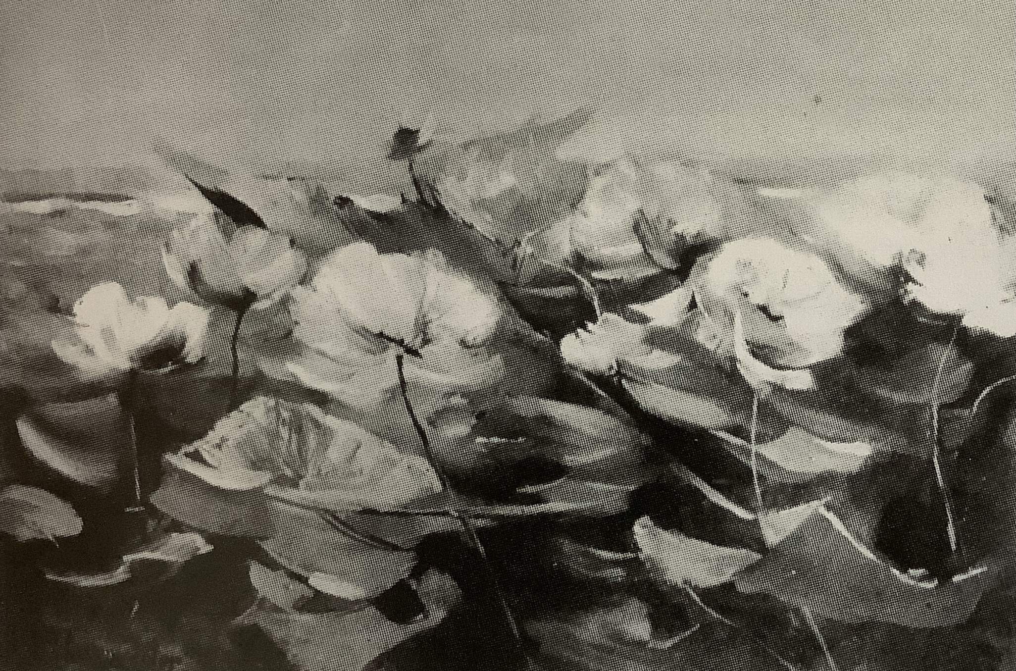 Wasserrosen II, um 1881