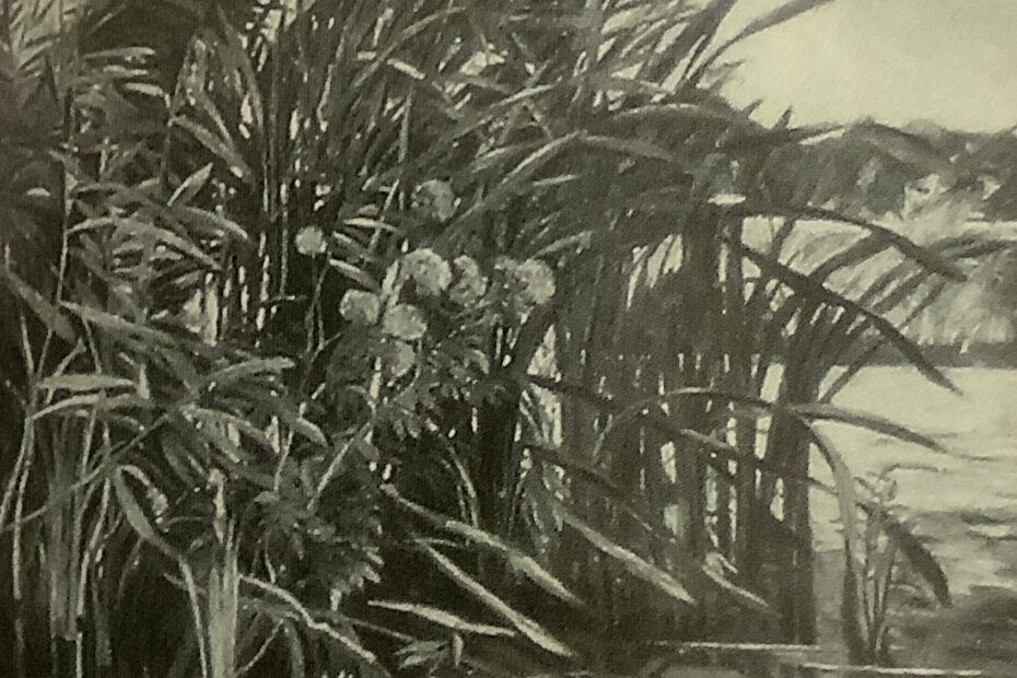 Weiher mit Schlif und Seerosen, um 1879