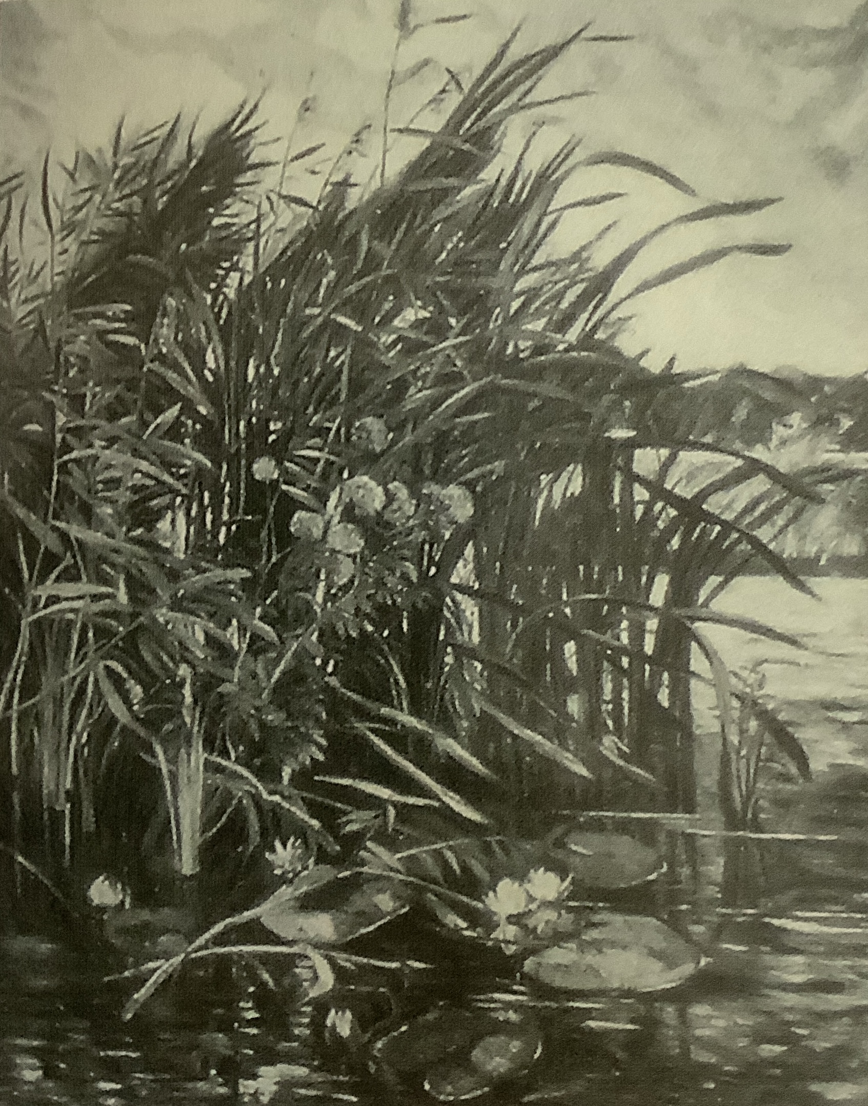Weiher mit Schlif und Seerosen, um 1879