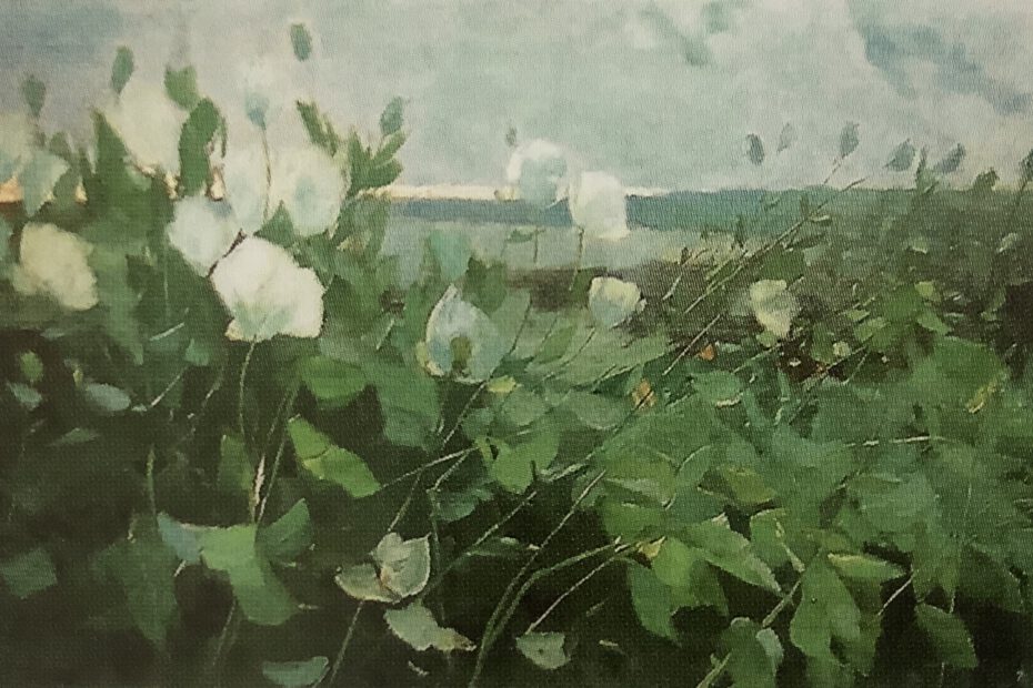 Weißer Mohn, um 1881