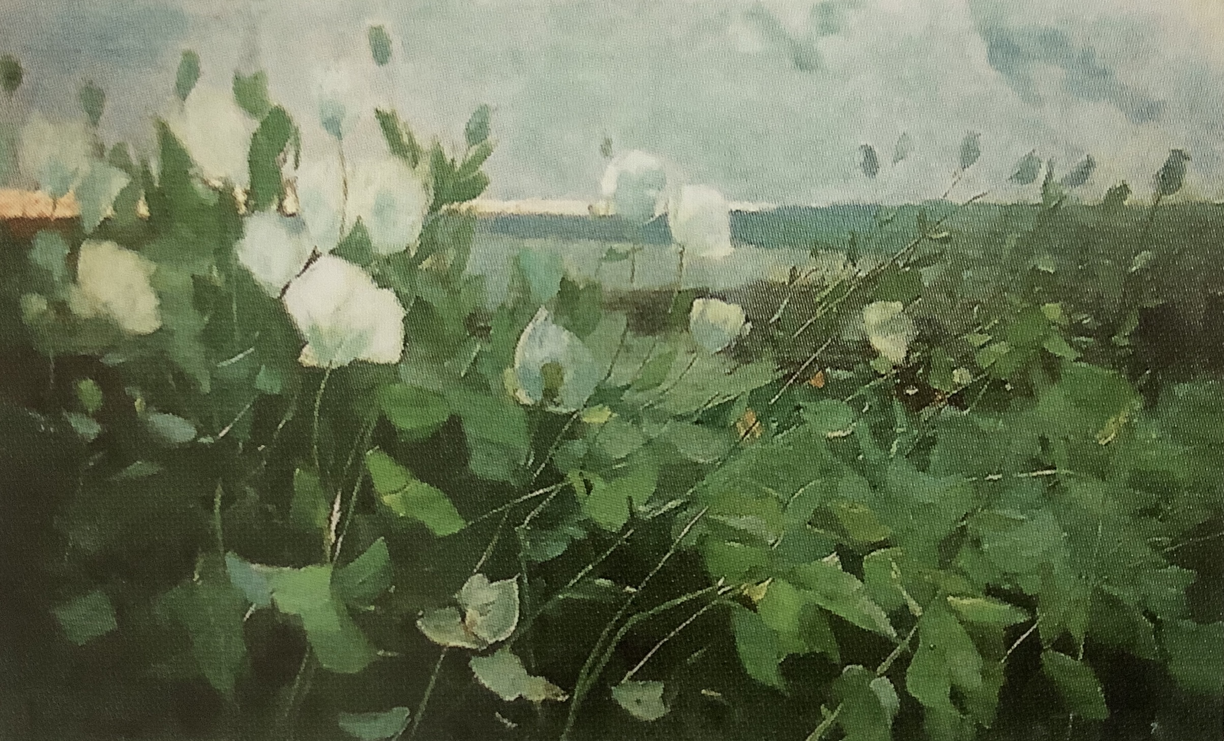 Weißer Mohn, um 1881