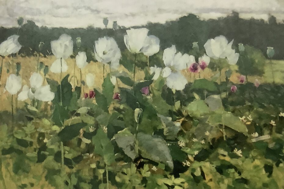 Weißer Mohn, 1881