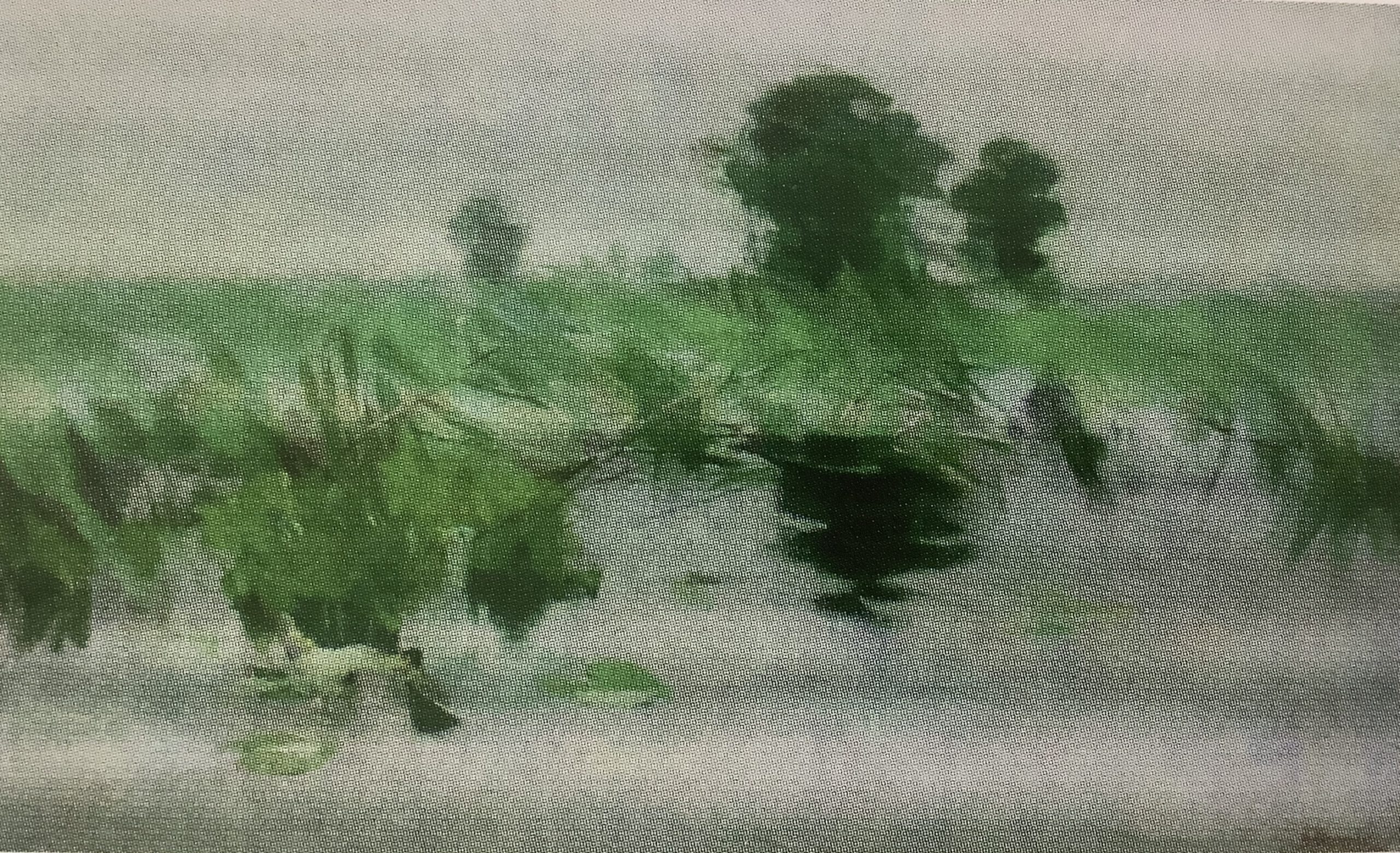 Wiese am Wasser, um 1892