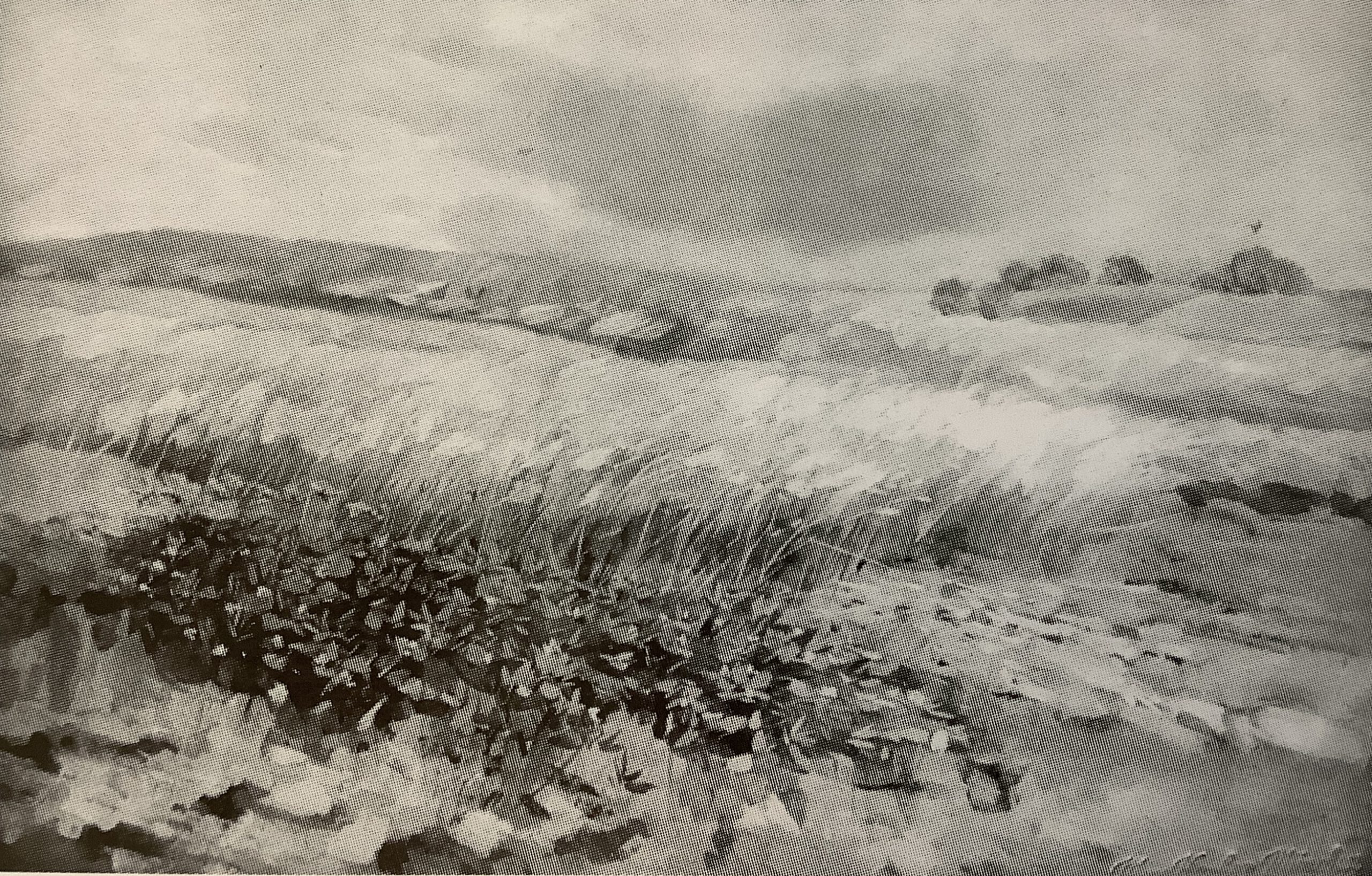 Wogendes Kornfeld, um 1887