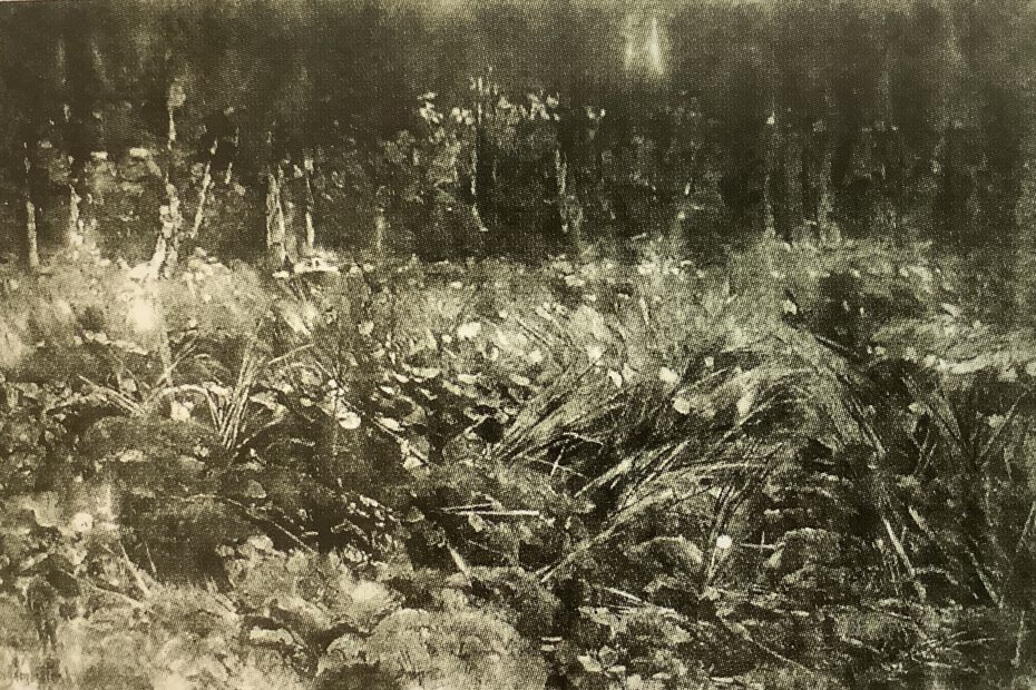 Wollgras, um 1886