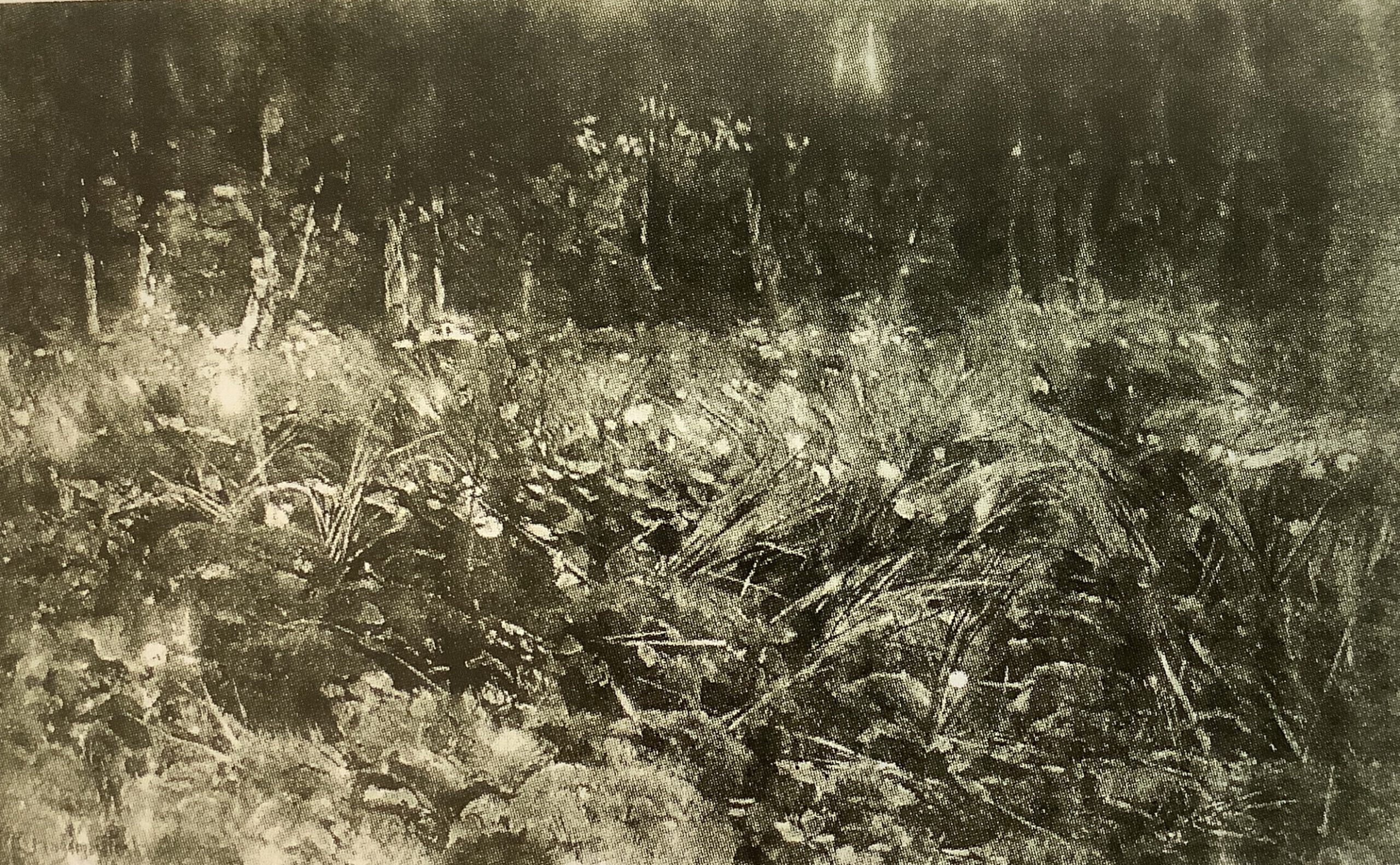 Wollgras, um 1886
