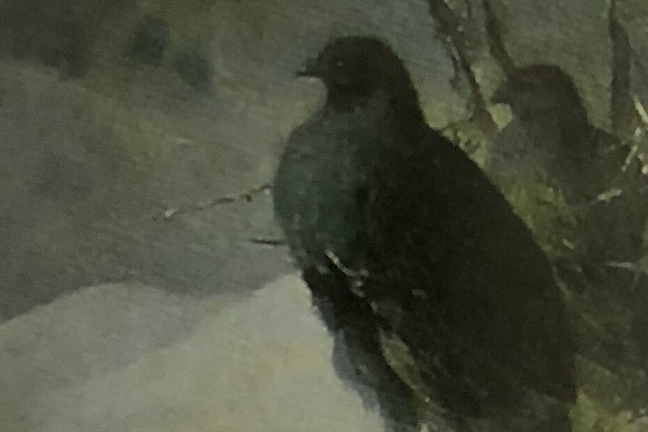 Zwei Rebhühner im Schnee, 1881