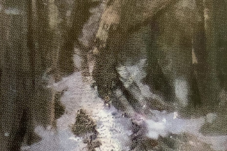 Birkenstämme im Schnee, um 1916