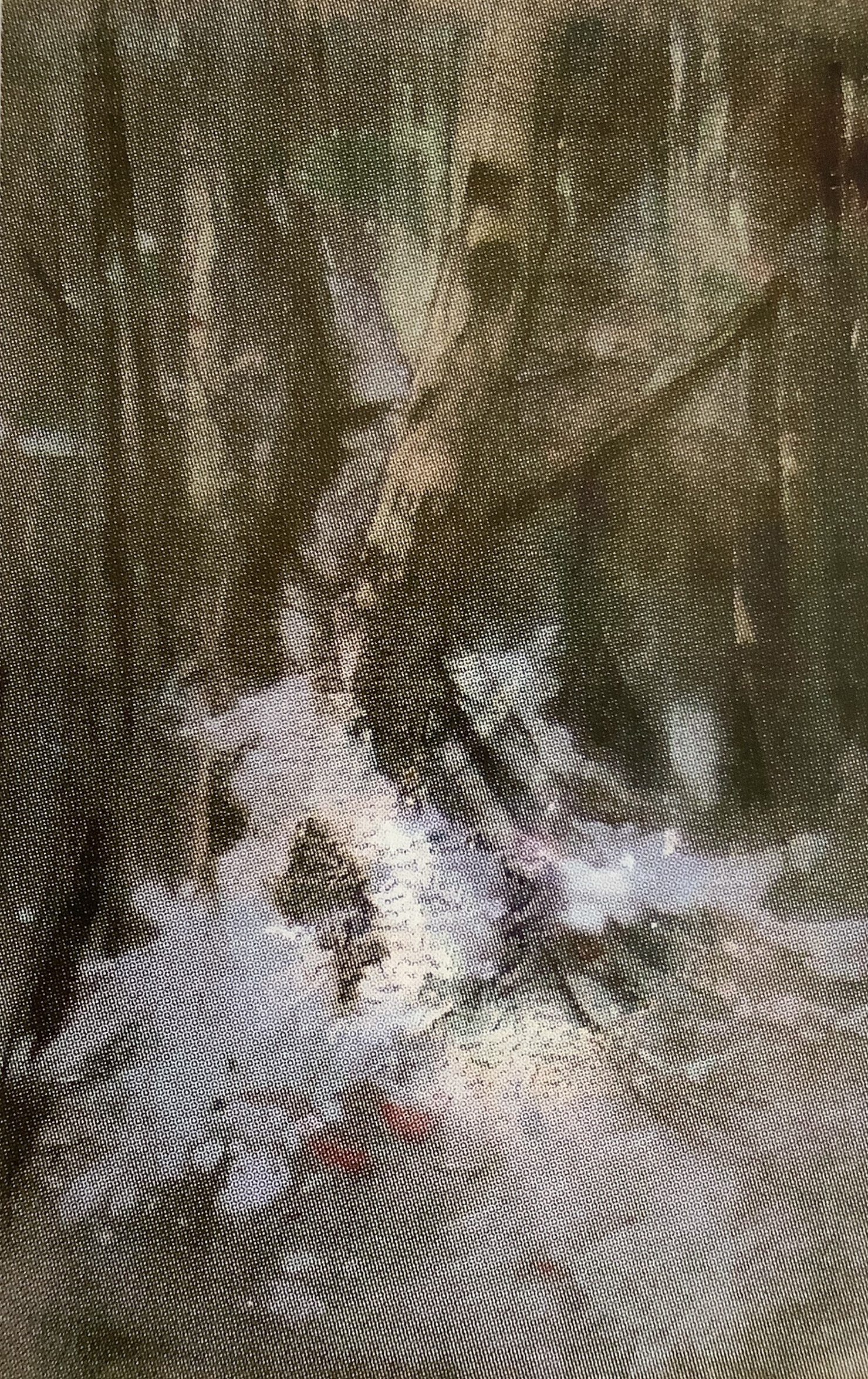 Birkenstämme im Schnee, um 1916