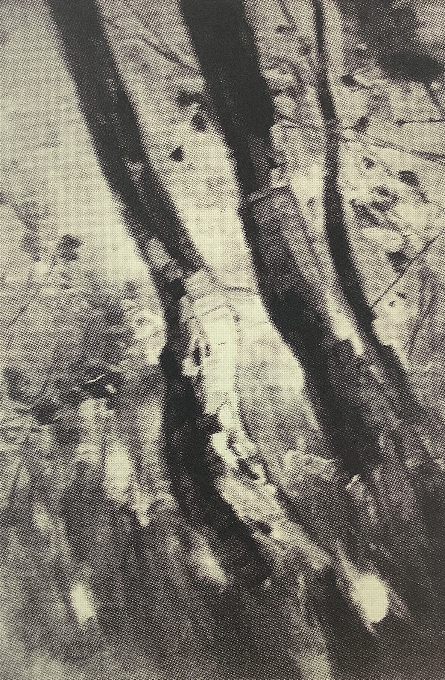 Birkenstämme im hohen Gras, 1912