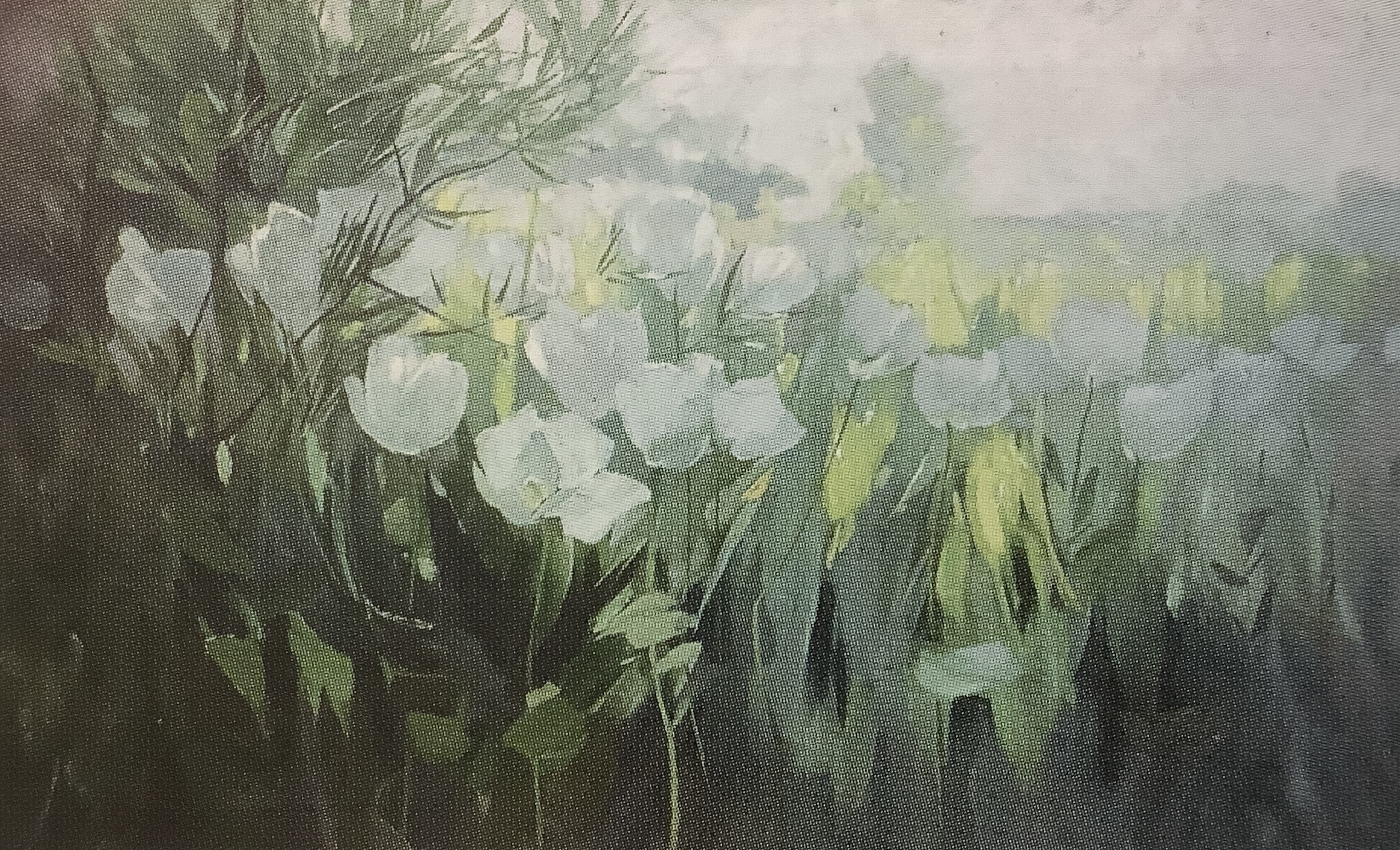 Blühender weißer Mohn, 1910