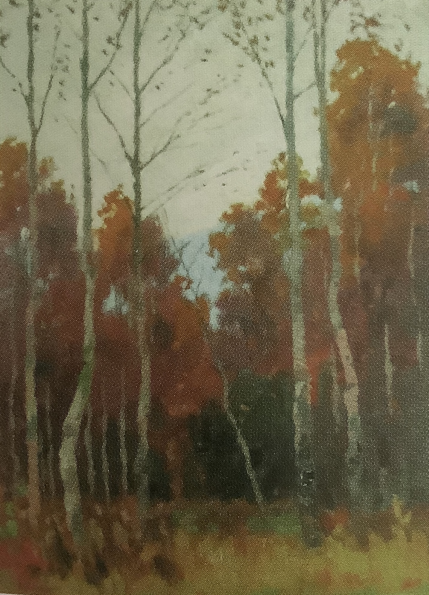 Herbstlicher Birkenwald, um 1900 Herbstlicher Birkenwald, um 1900