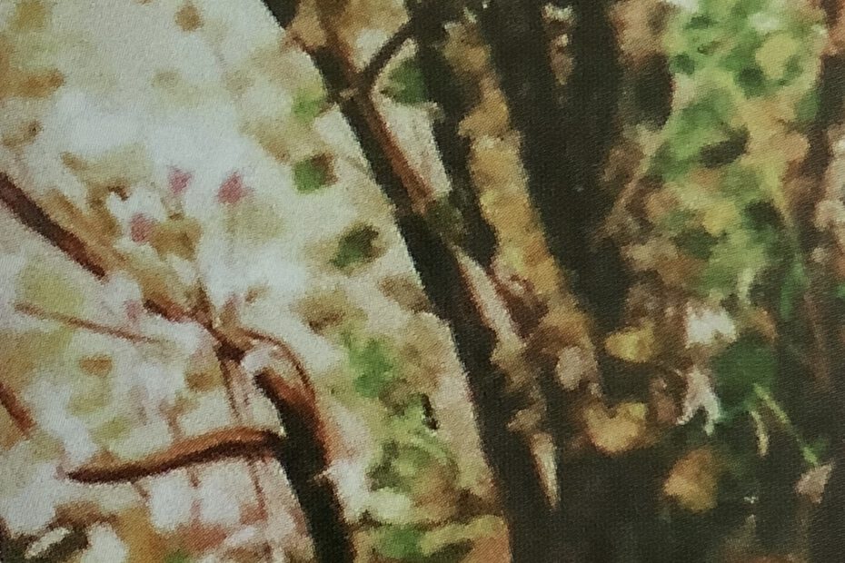 Herbstlicher Birkenwald, um 1908