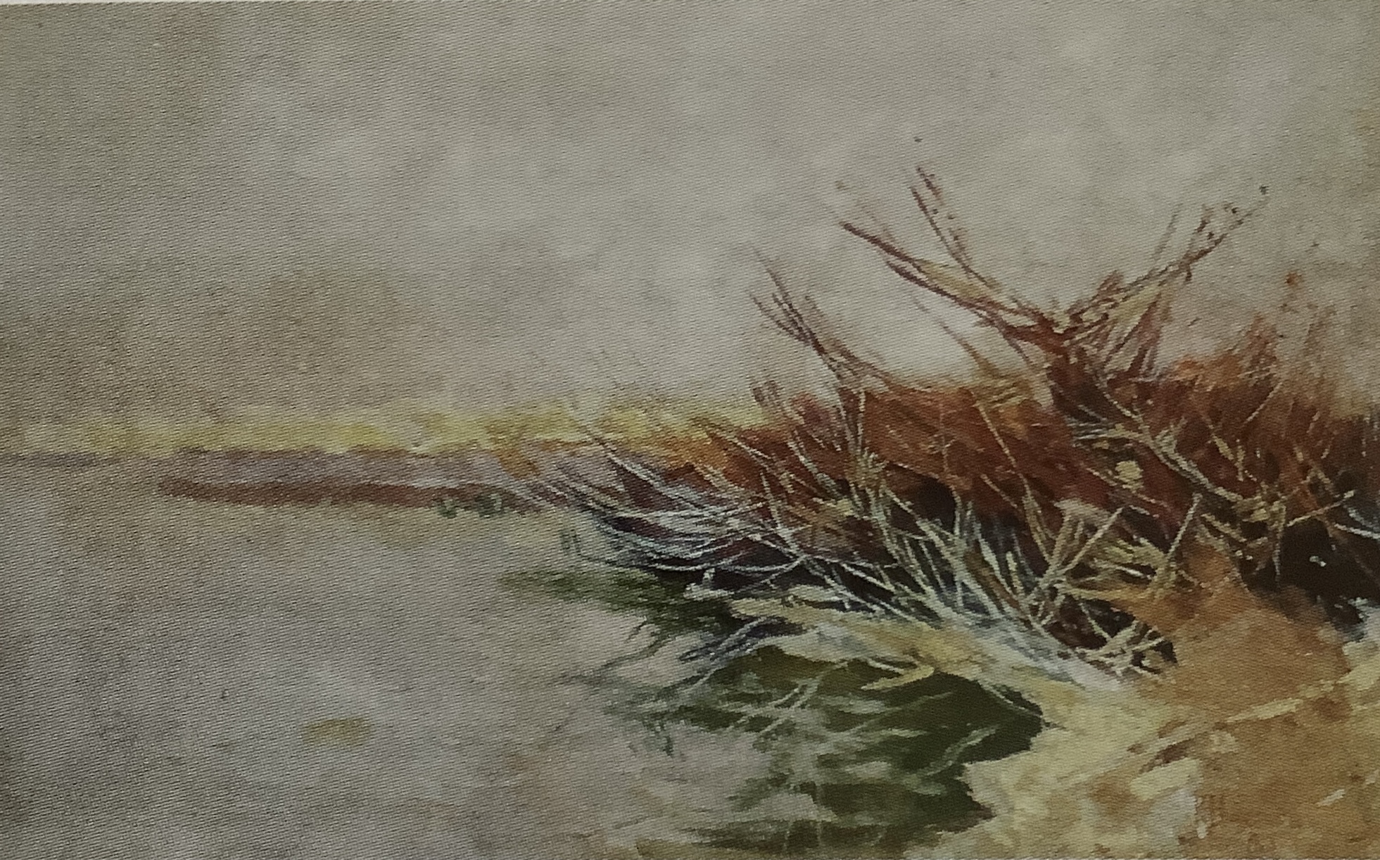 Schilfgestrüpp am Ufer des Schwielowsees, 1903