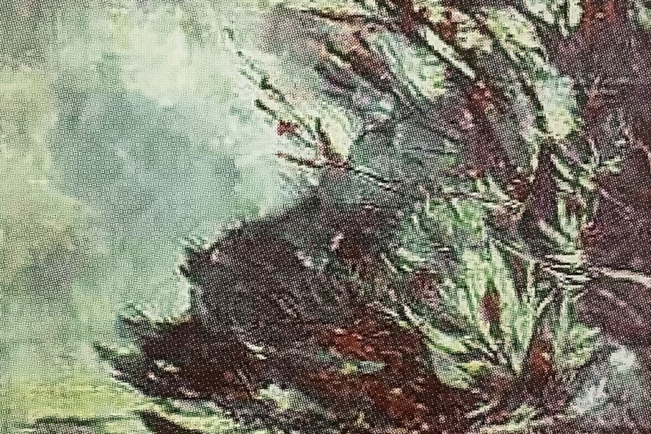 Seedornstrauch an der Steilküste bei Rügen, um 1914