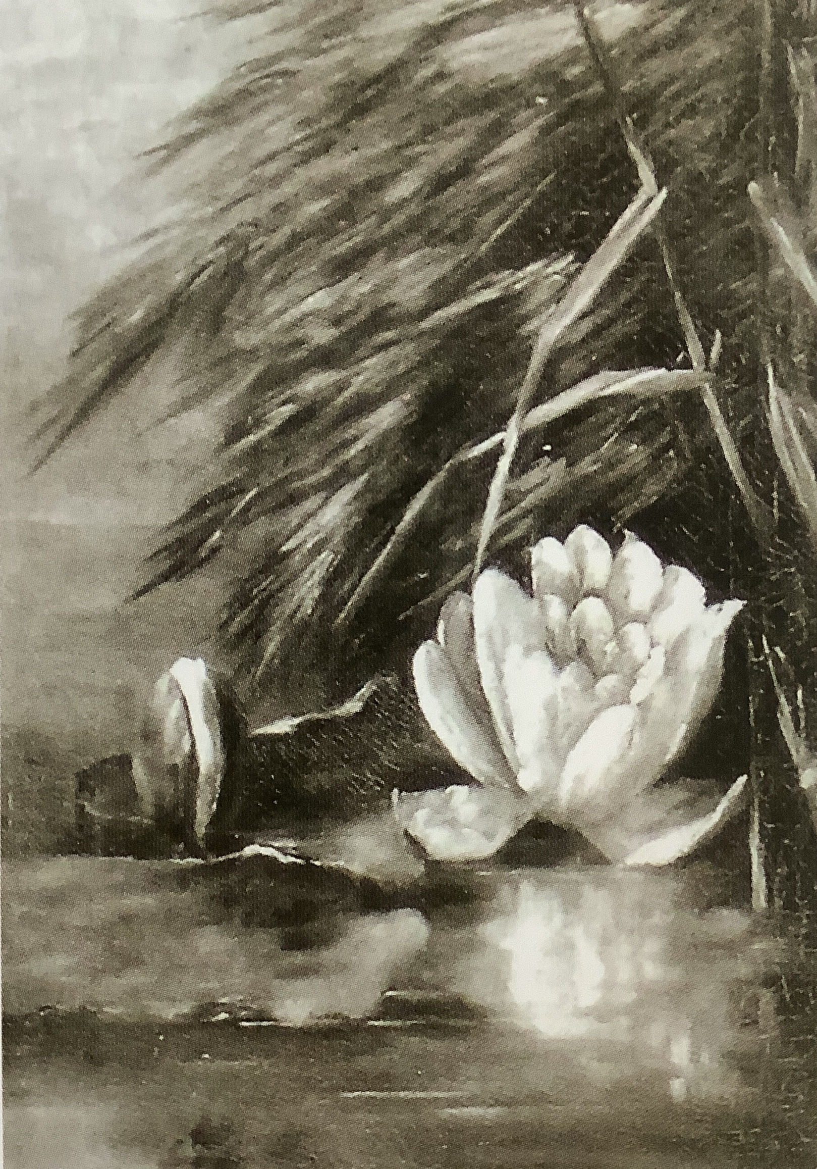 Seerosen, 1914