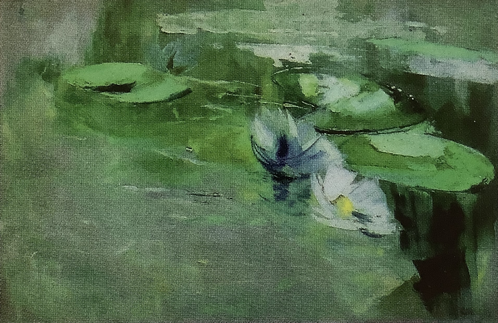 Seerosen, um 1902