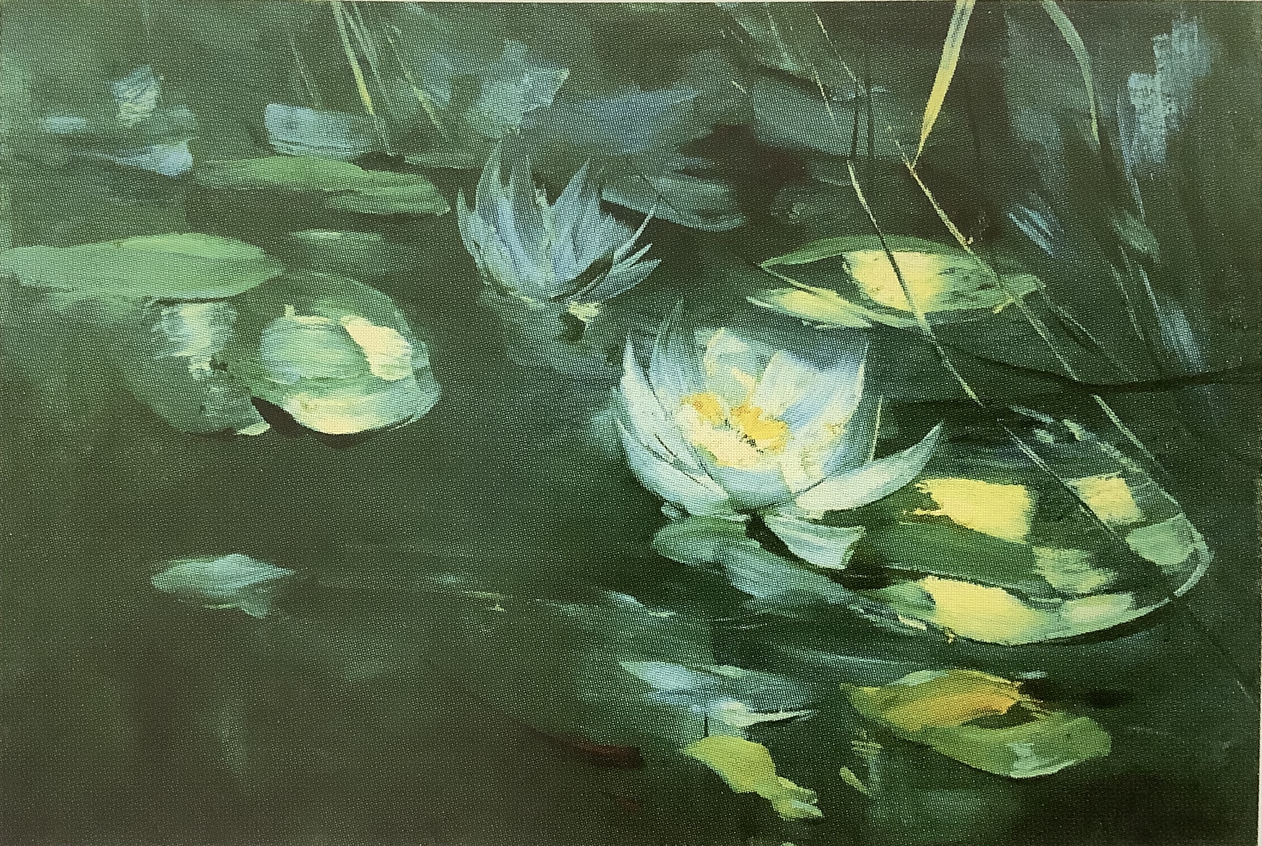 Teich mit aufgeblühten Seerosen, um 1902