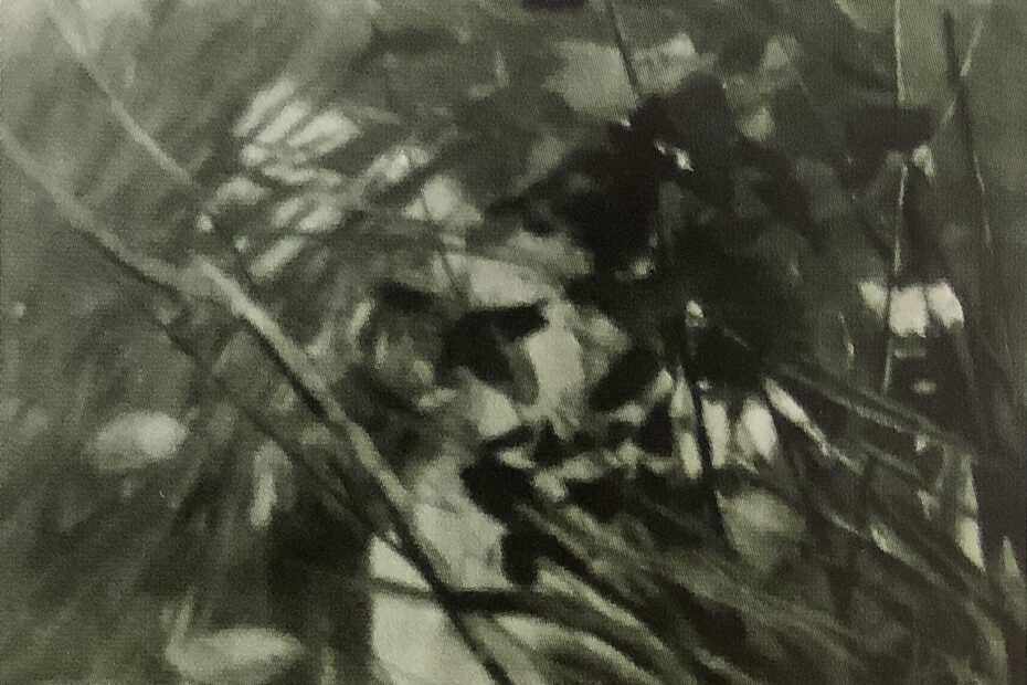 Teichlandschaft mit Schilf und Gräsern, um 1900