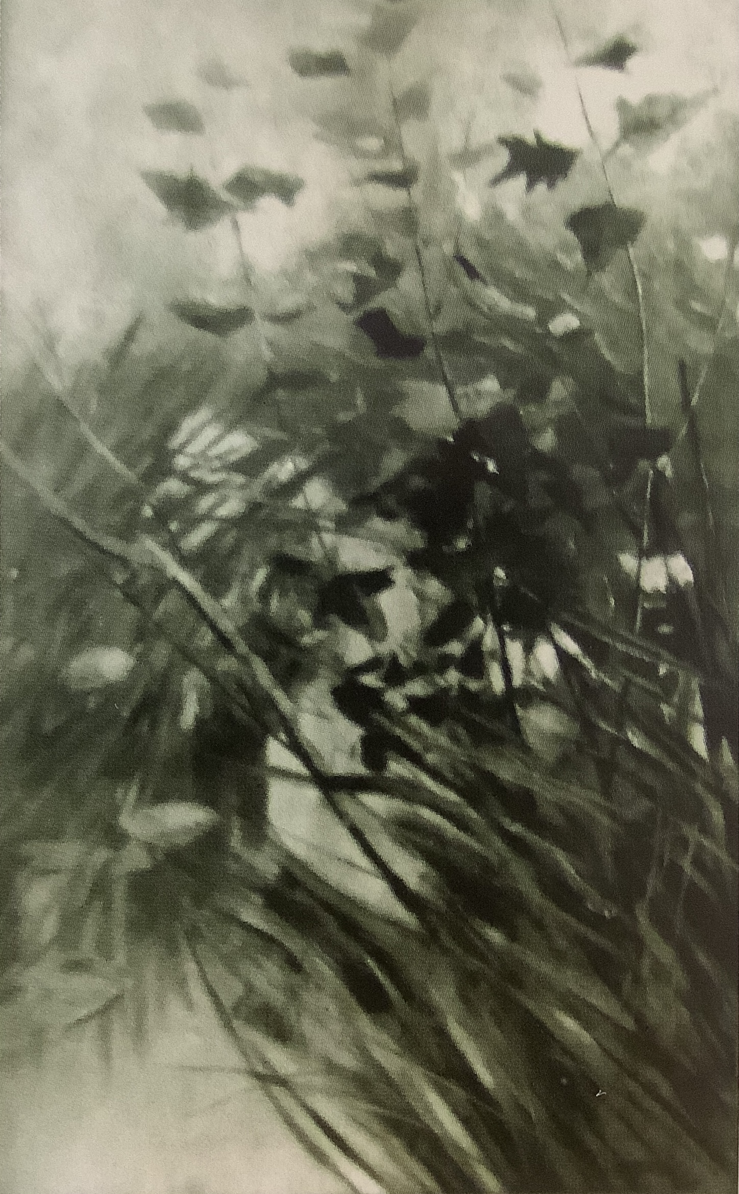 Teichlandschaft mit Schilf und Gräsern, um 1900